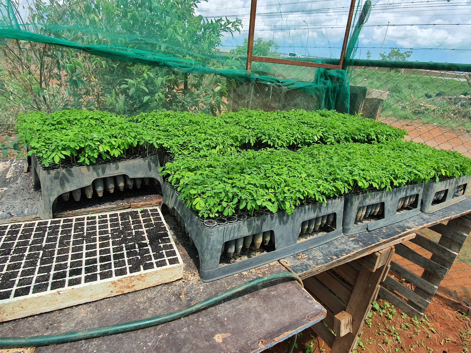 Lavoura de Moringa - Mudas em Estufa Agromoringa